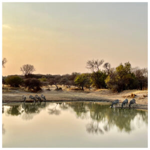 Rotsinbos-Local-Game-Drive-Gallery-3