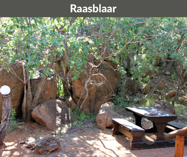 Rotsinbos-Raasblaar-Bush-Chalets-Accommodation-Gallery-2