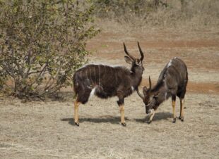 Rotsinbos-Bush-Camp-and-Lodge-Gallery-19