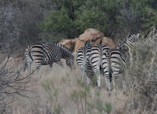 Rotsinbos-Bush-Camp-and-Lodge-Gallery-6